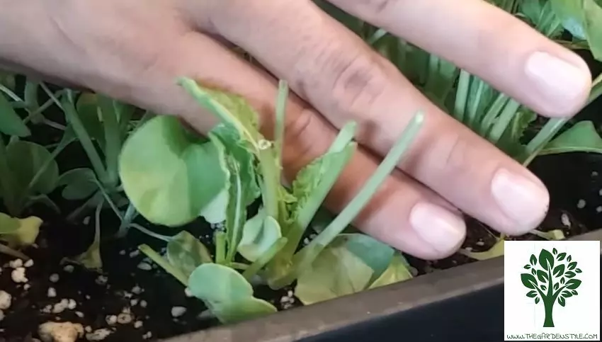 will arugula grow back after cutting