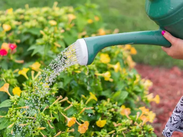 worst time to water plants in summer