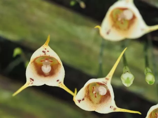 are monkey face orchids real