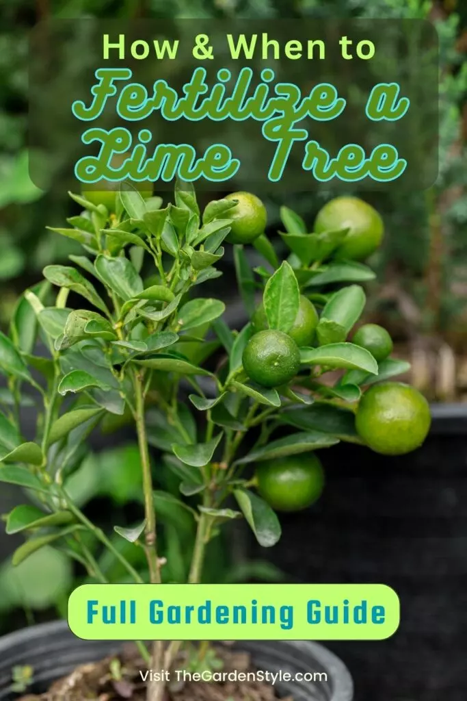 best fertilizer for lime trees: how and when to fertilize