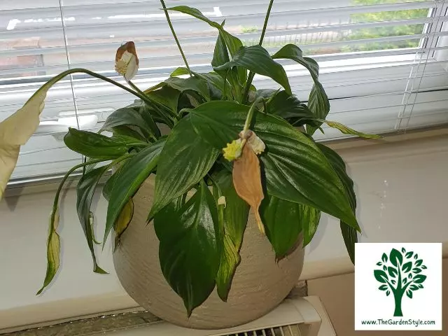 brown tips peace lily temperature fluctuations