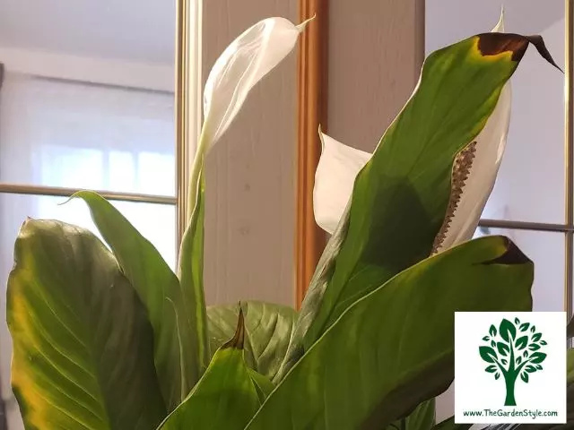 brown tips peace lilies
