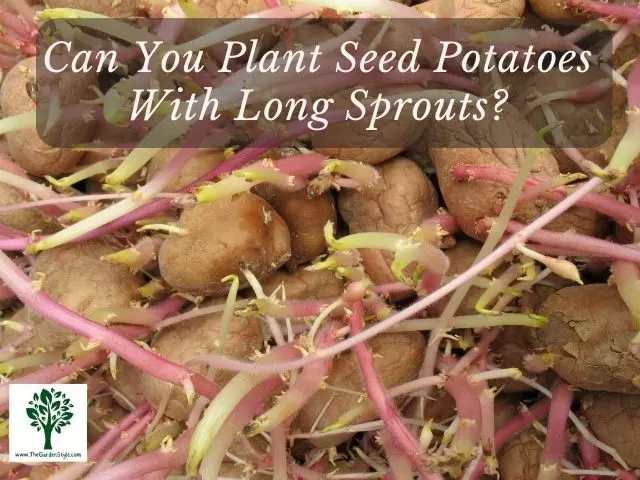 can you plant seed potatoes with long sprouts