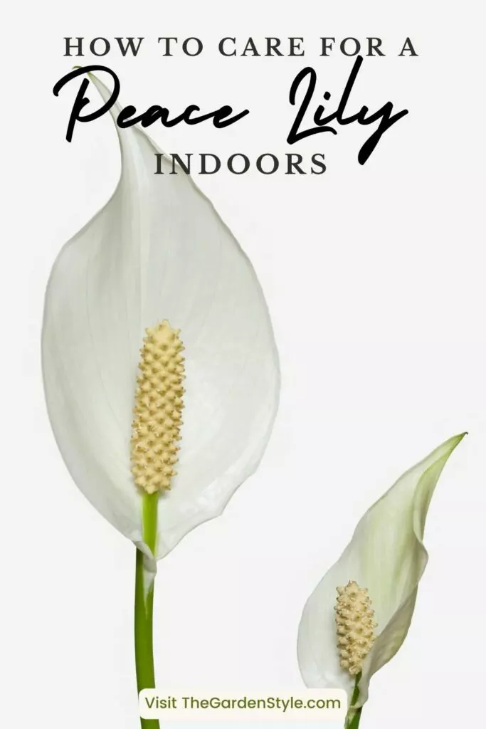 caring peace lily