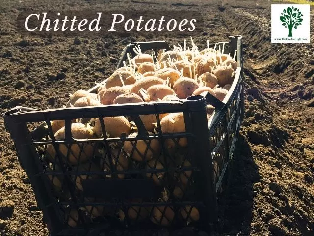 what means chitting potatoes and how to prepare