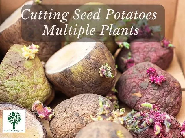cut seed potatoes for multiple plants