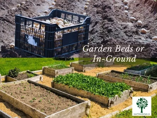planting potatoes in ground versus garden beds