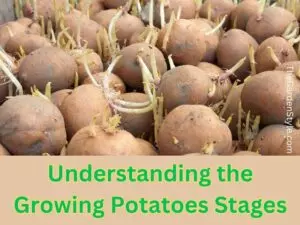 growing potatoes stages