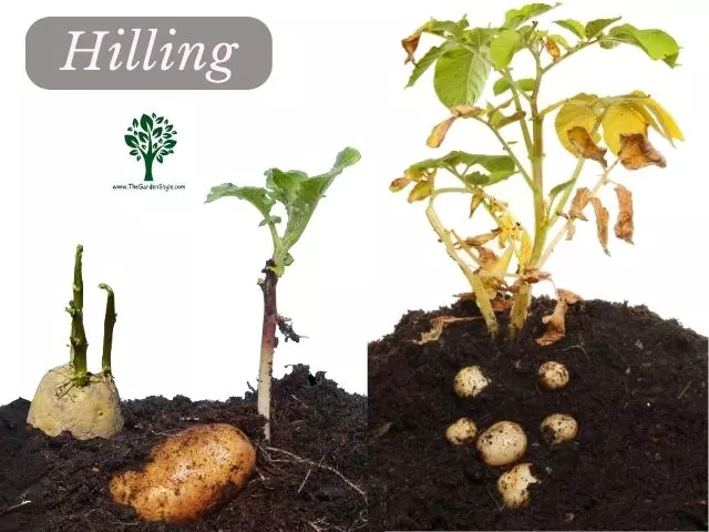 hilling potato plants