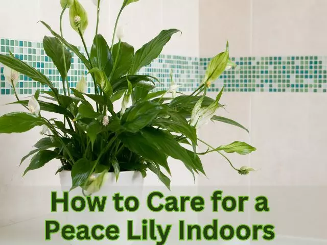 how to care for a peace lily indoors guide