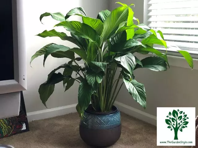 how to care for a peace lily indoors