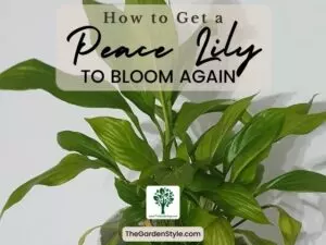 how to get a peace lily to bloom again