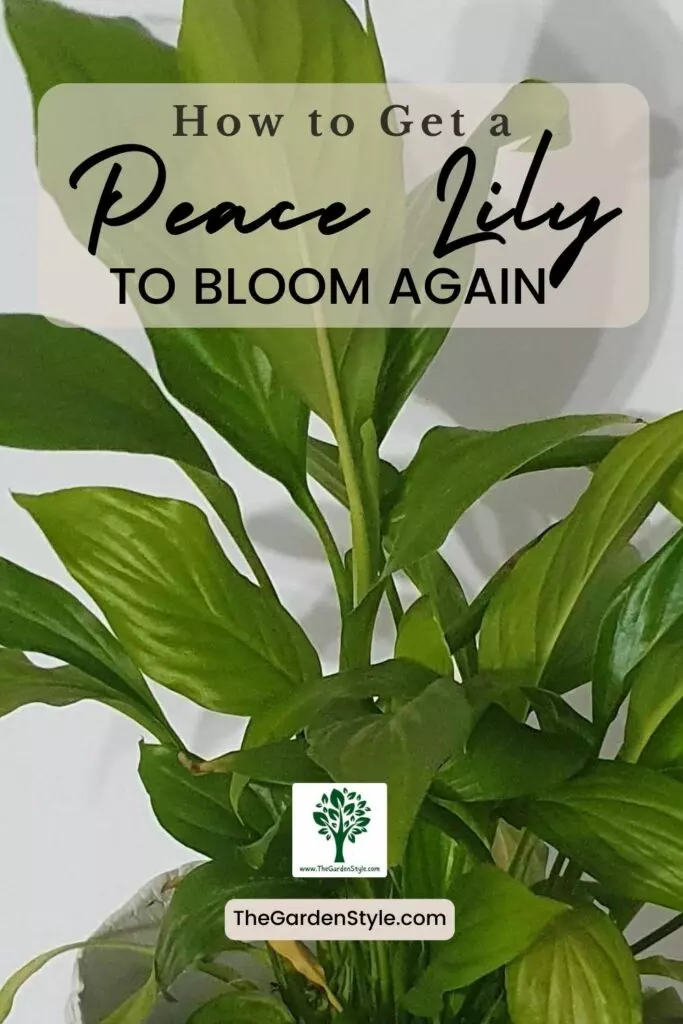 how to get a peace lily tom bloom again and again