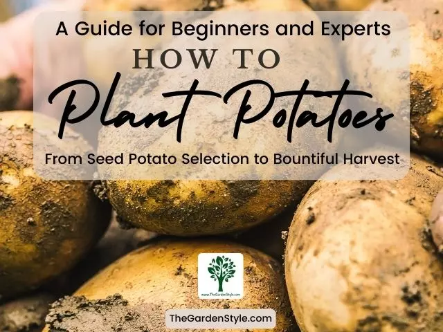 how to plant potatoes
