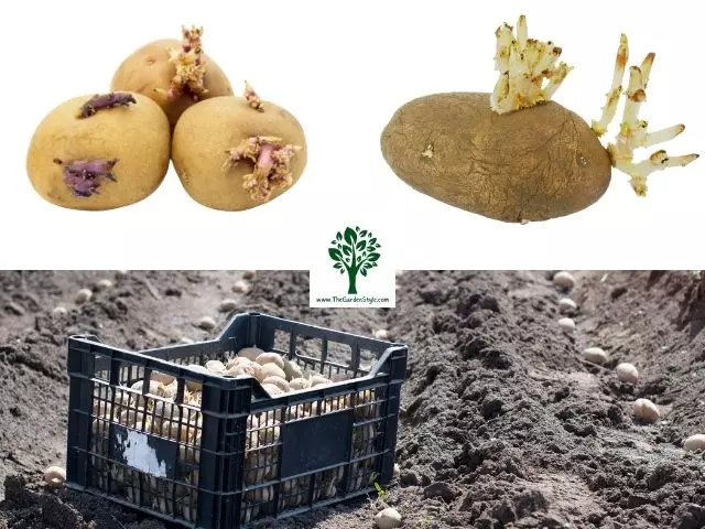 selecting seed potatoes for planting