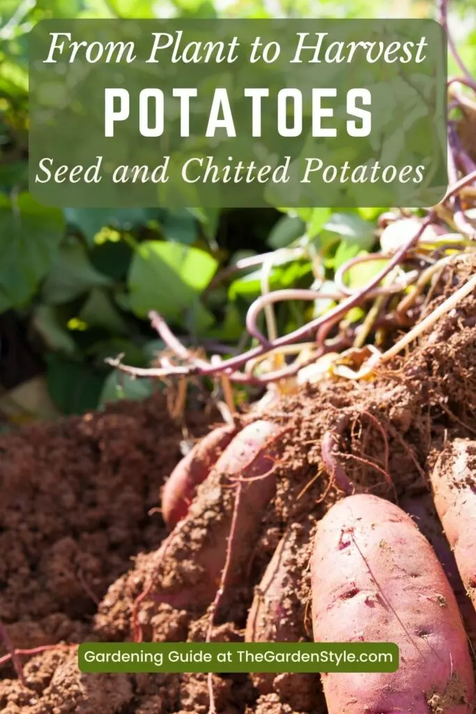 how to plant seed potatoes and chitted potatoes
