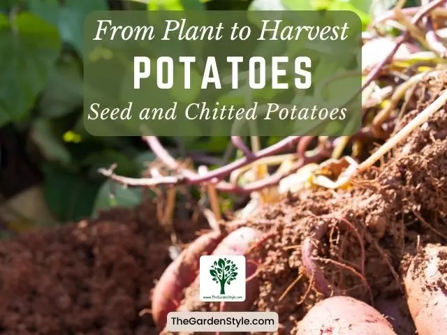 how to plant seed potatoes