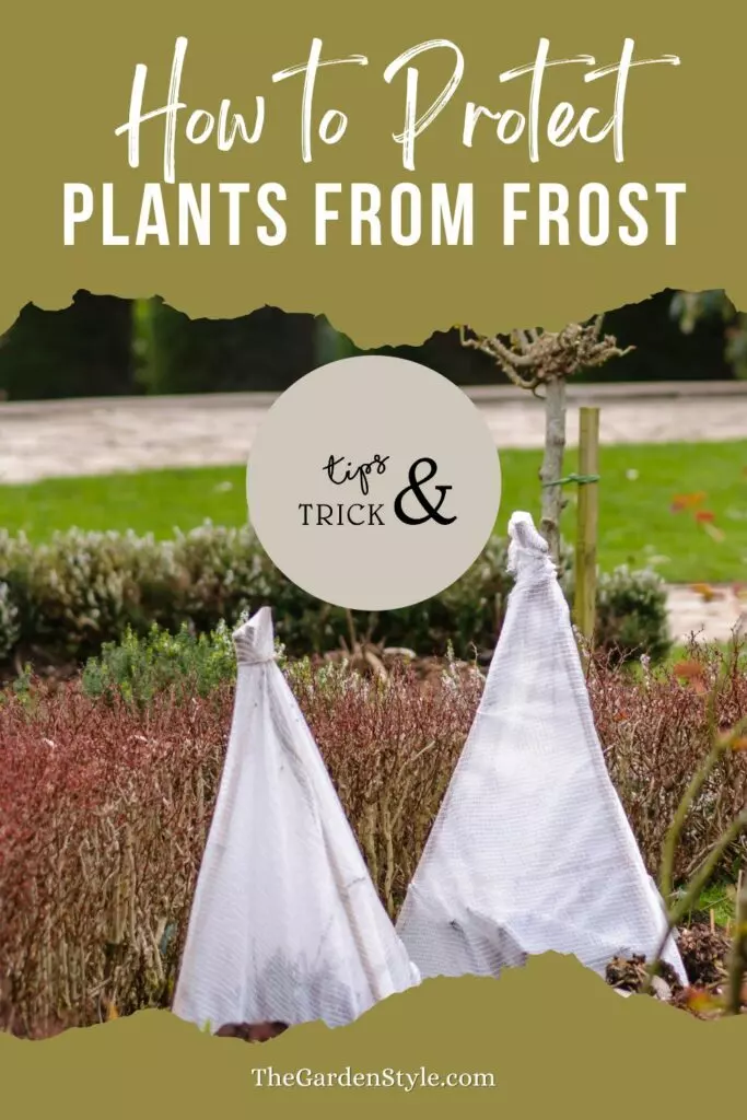 how to protect plants from frost cheap ways
