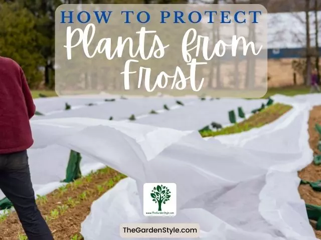 how to protect plants from frost guide
