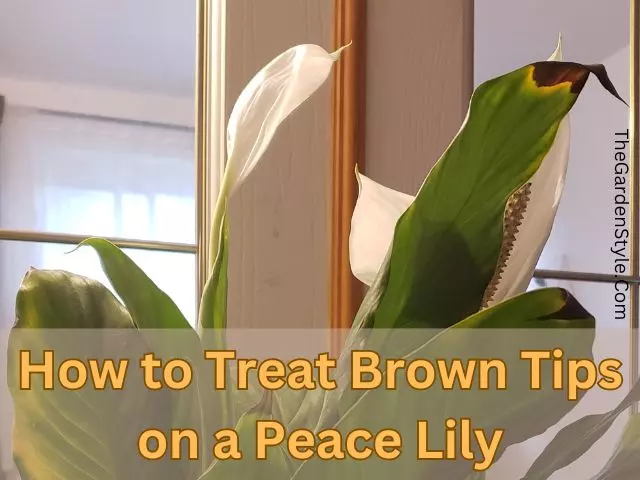 how to treat brown tips on a peace lily guide