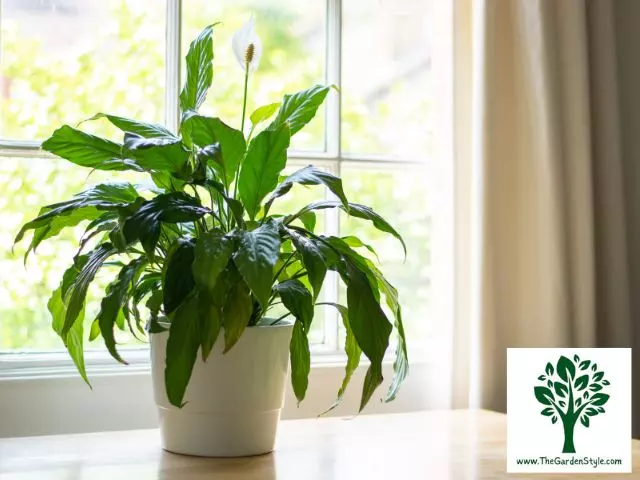 indoor peace lily care