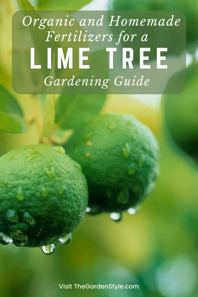 lime tree fertilizer 