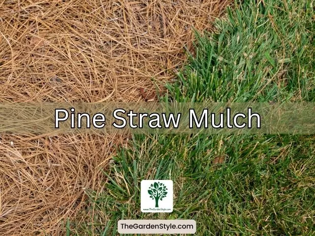 organic pine straw for mulch