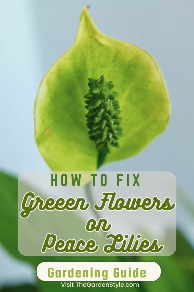 peace lilies green flowers fix