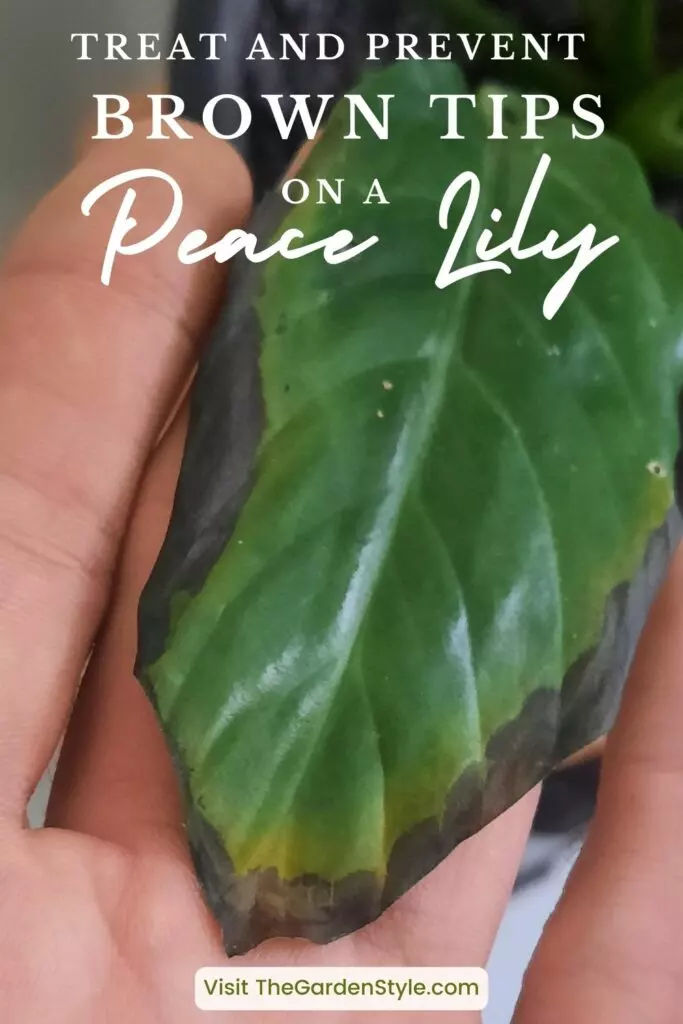 peace lily leaves problems