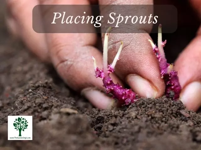 planting seed potatoes