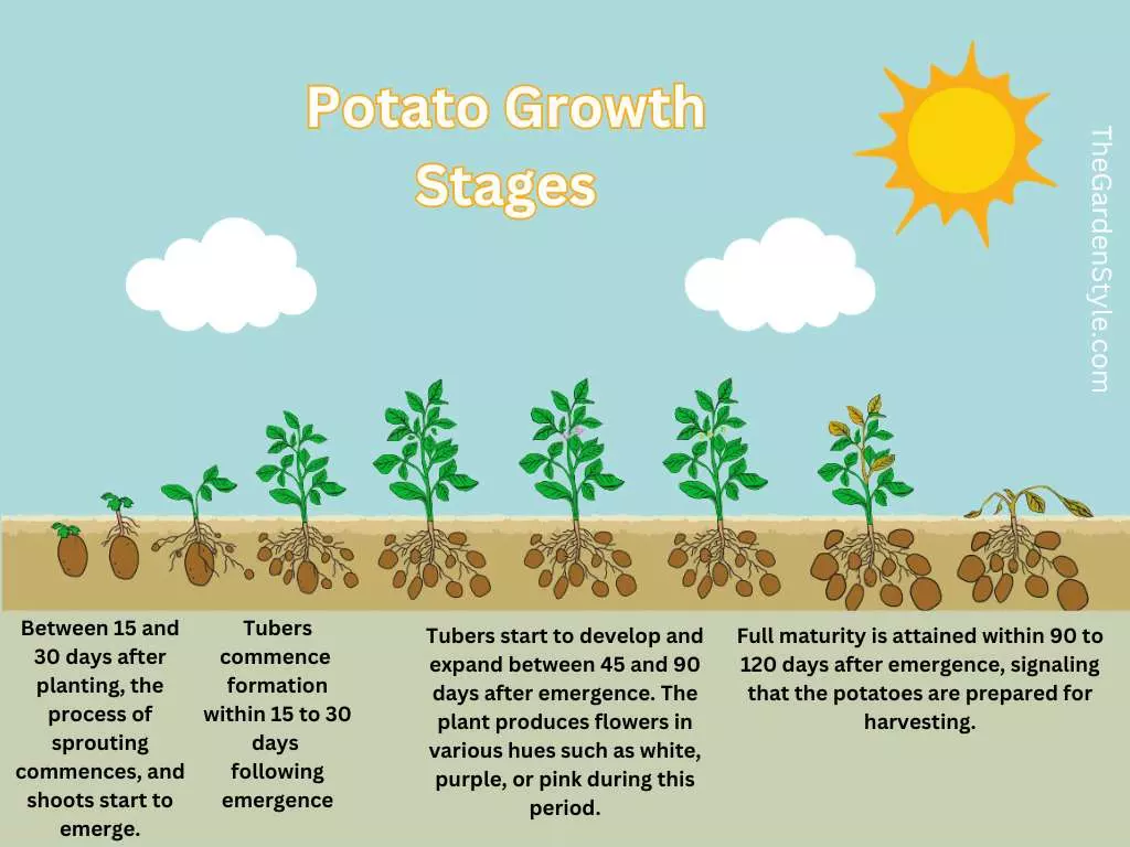 potato growth stages