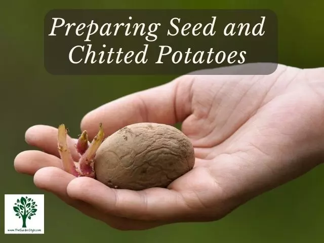 how to prepare chitting potatoes
