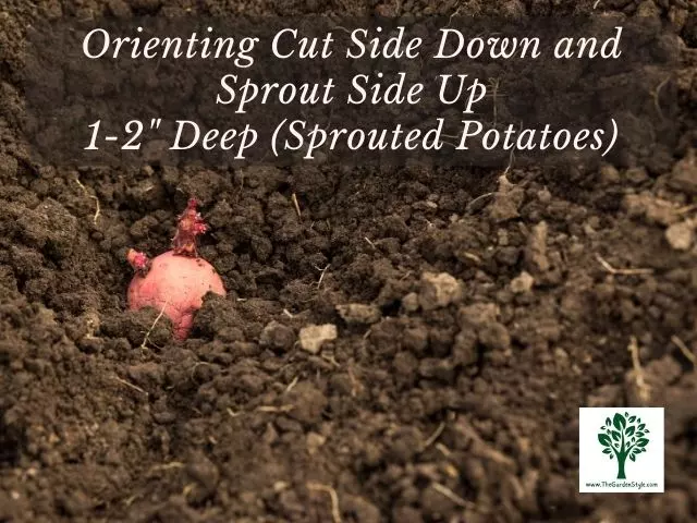 seed potato orientation for planting