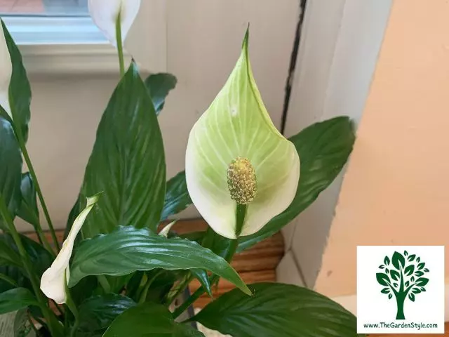 should i cut off peace lily flowers that are turning green