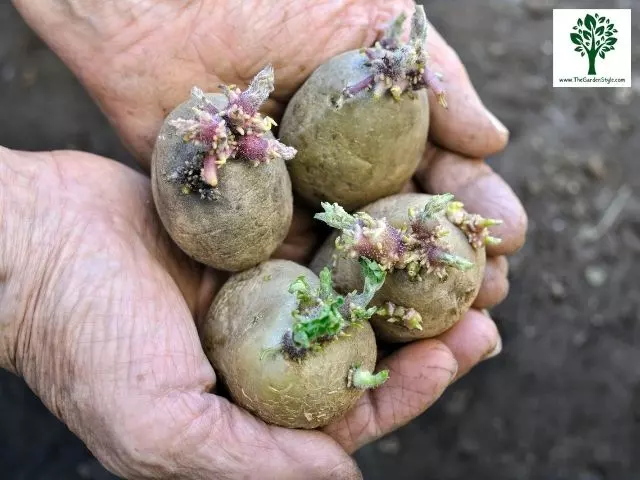sprouted seed potatoes ready for planting