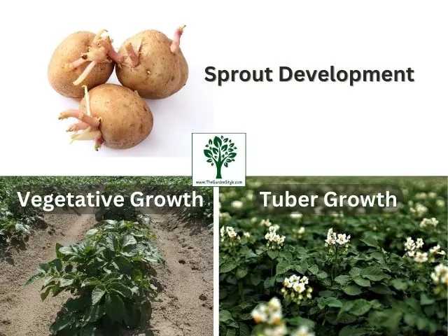 stages of potato growth pictures 01