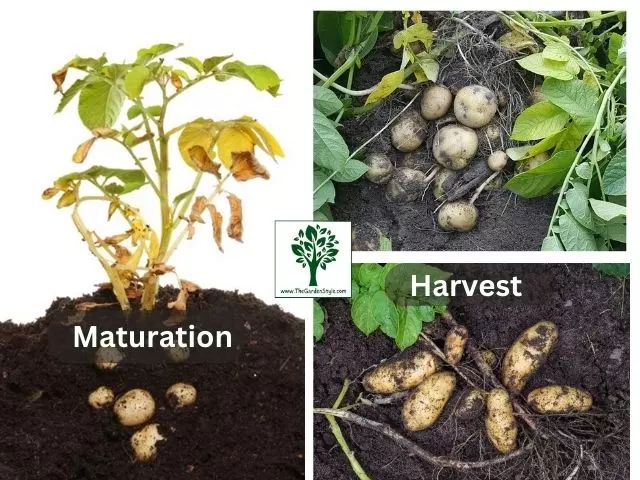 stages of potato growth pictures 02