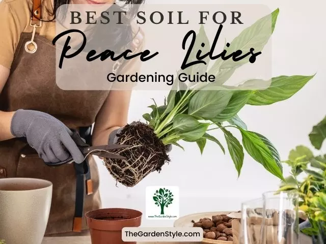 the best soil for a peace lily guide