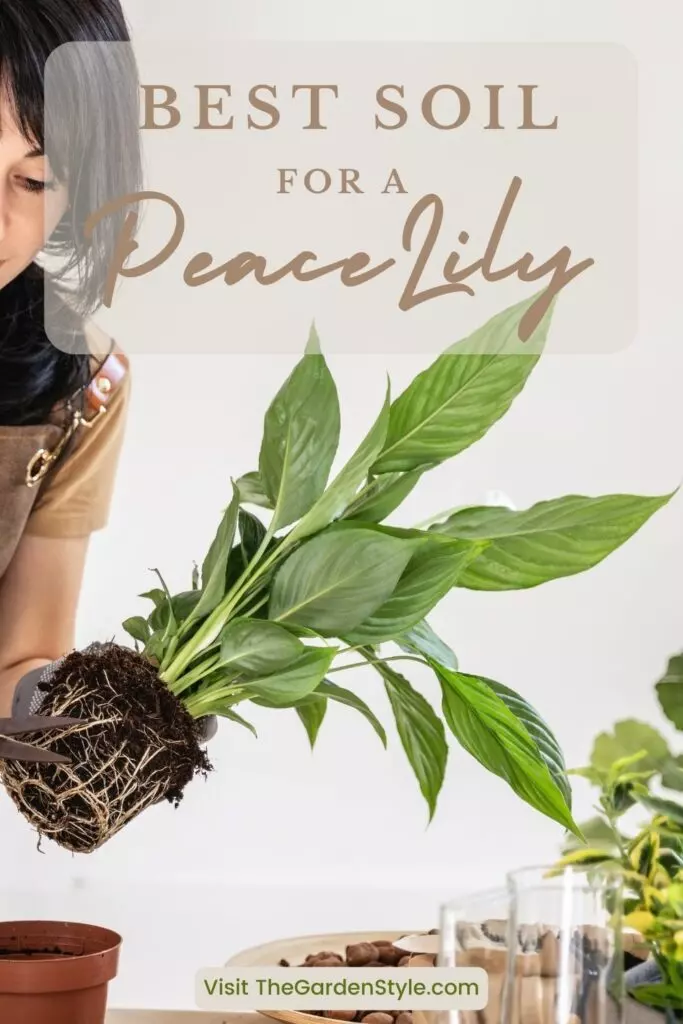 the best soil for peace lilies