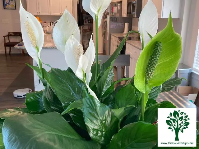 watering needs peace lilies