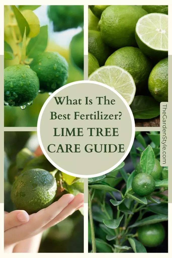 what is the best fertilizer for lime trees