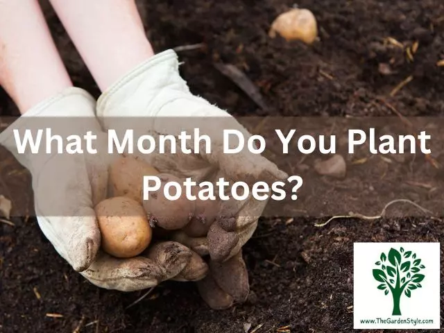 what month do you plant potatoes
