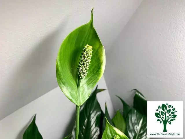 why are my peace lily flowers green instead of white