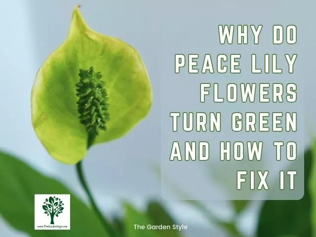 why do peace lily flowers turn green and how to fix it