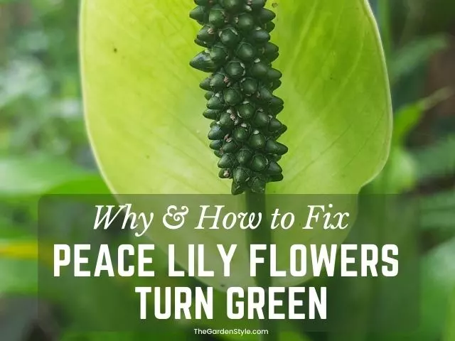 why do peace lily flowers turn green fix and prevent