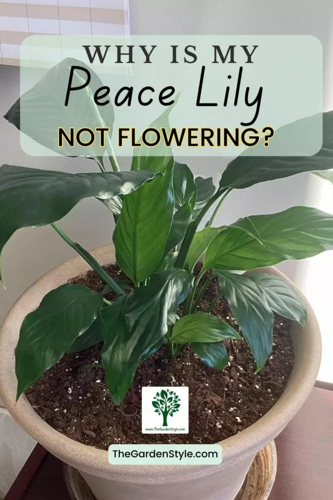 why is my peace lily not flowering