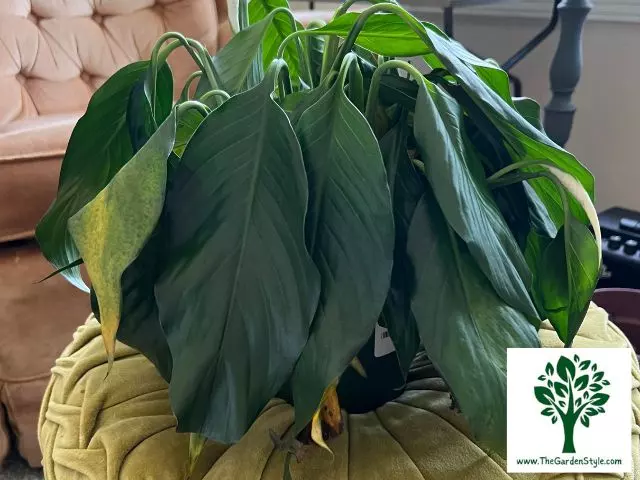 wilting peace lily plant