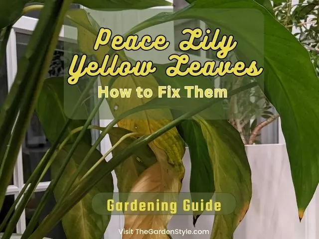 yellow leaves on peace lily how to fix guide