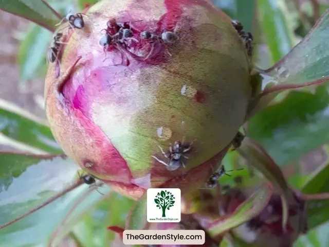 ants in a fruit