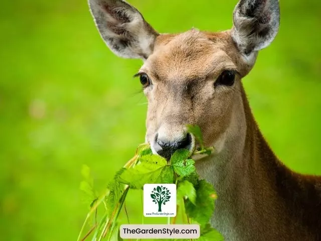 choosing deer resistant plants